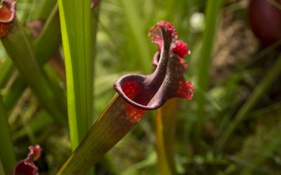nepenthes