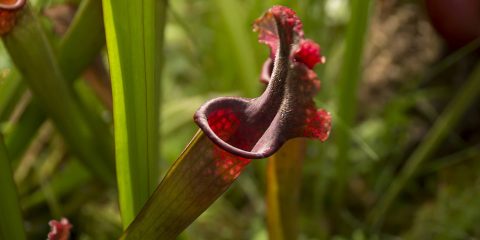 nepenthes