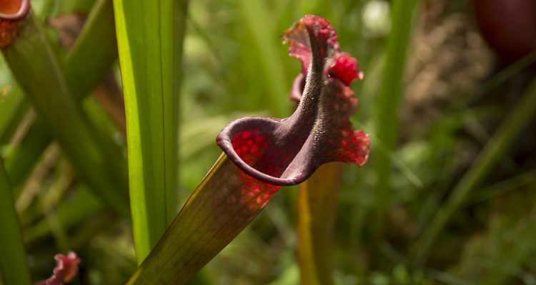 nepenthes