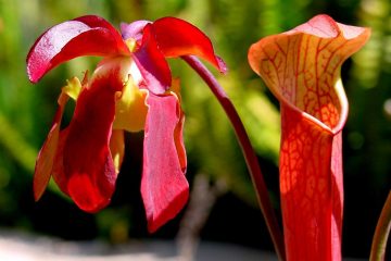 sarracenia