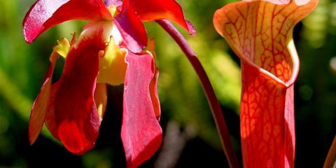 sarracenia