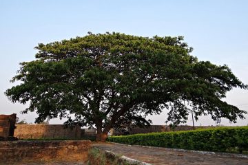 albizia