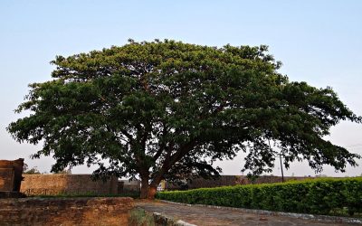 albizia