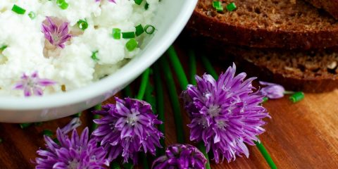 allium