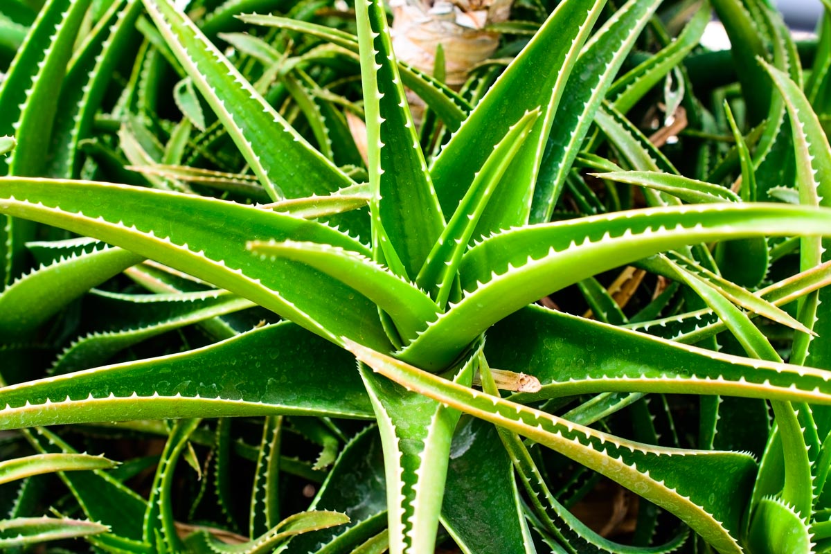 aloe