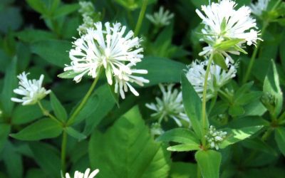 asperula