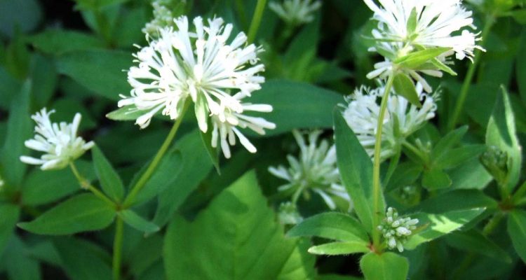 asperula