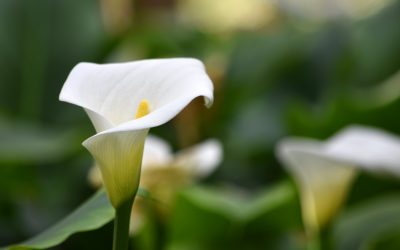 calla