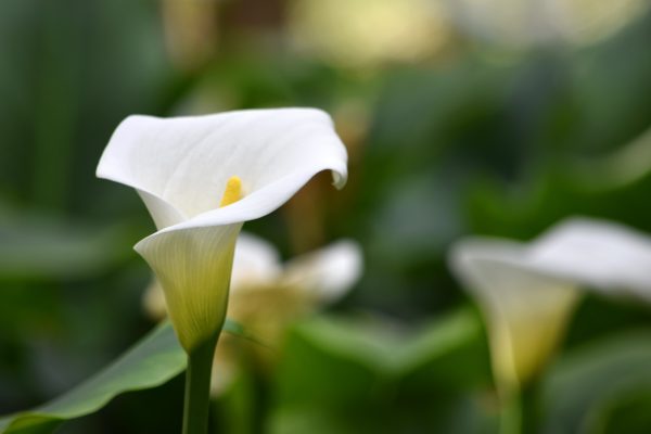 calla
