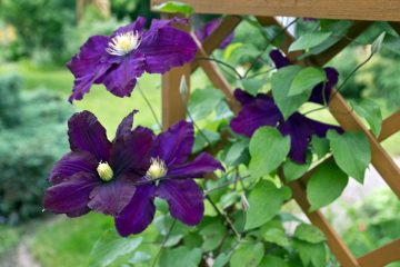 clematis