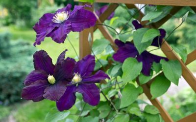clematis