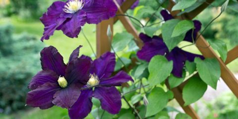 clematis