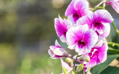 cymbidium