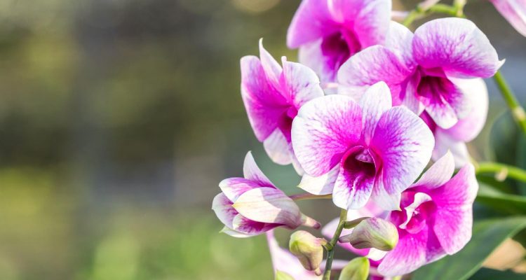 cymbidium