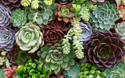 echeveria