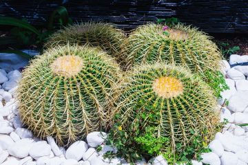 echinopsis