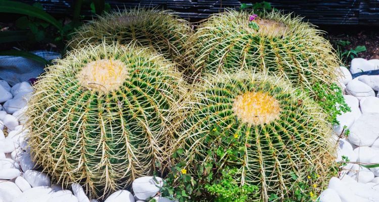 echinopsis