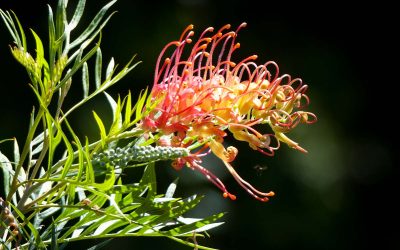 grevillea