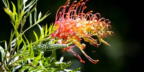 grevillea