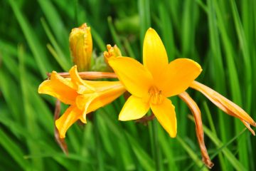 hemerocallis