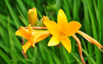 hemerocallis