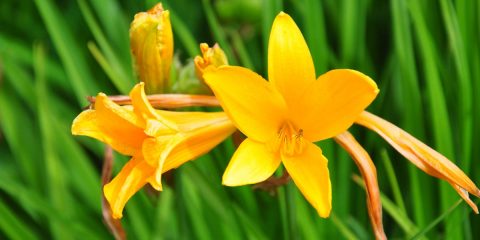 hemerocallis