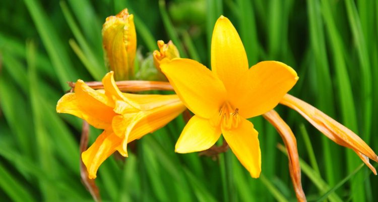 hemerocallis