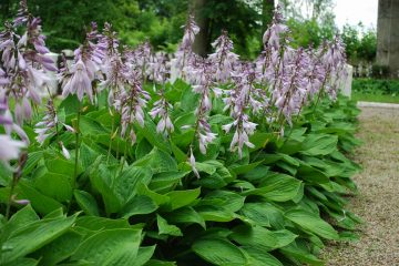 hosta