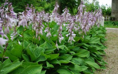 hosta