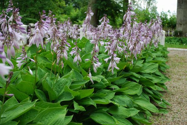 Hosta - 200 Graines Fraîches De Plantes Hosta - Mélange De Couleurs - Facile à Cultiver