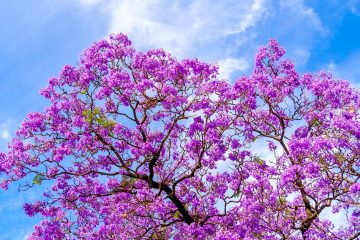 jacaranda