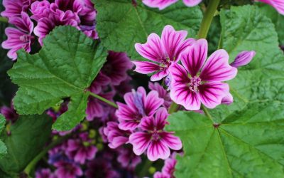 malva