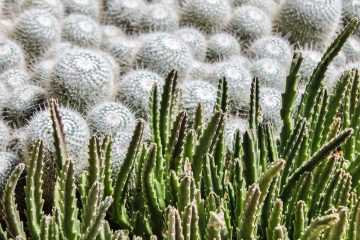 mammillaria