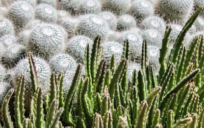 mammillaria