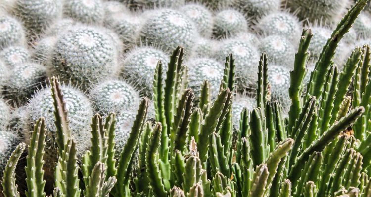 mammillaria