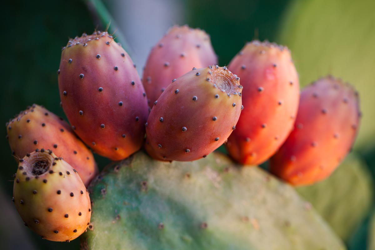 Opuntia