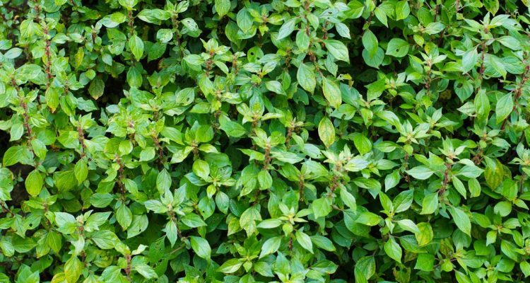 parietaria officinalis