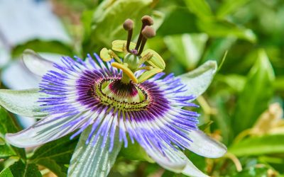 passiflora