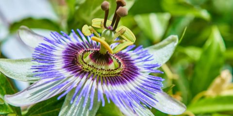 passiflora