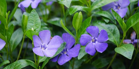 pervinca