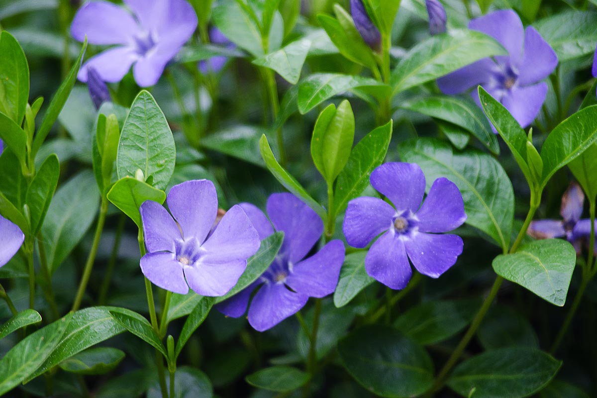 pervinca