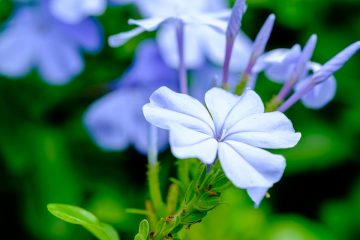 plumbago