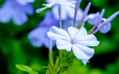plumbago