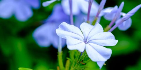 plumbago