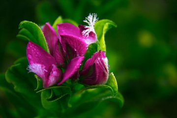 polygala