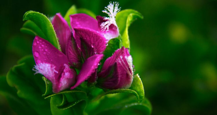 polygala