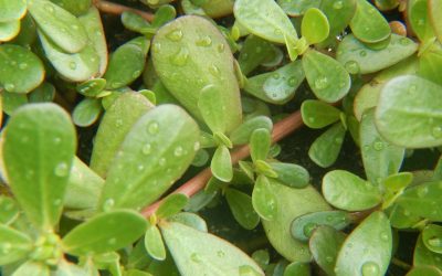 portulaca