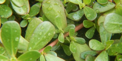 portulaca