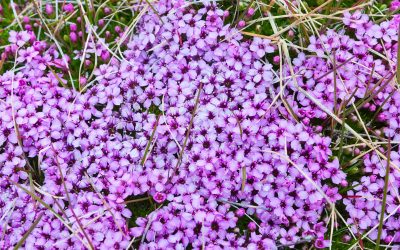 saxifraga