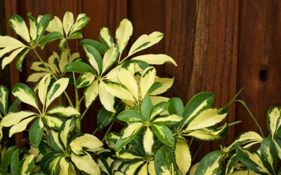 schefflera